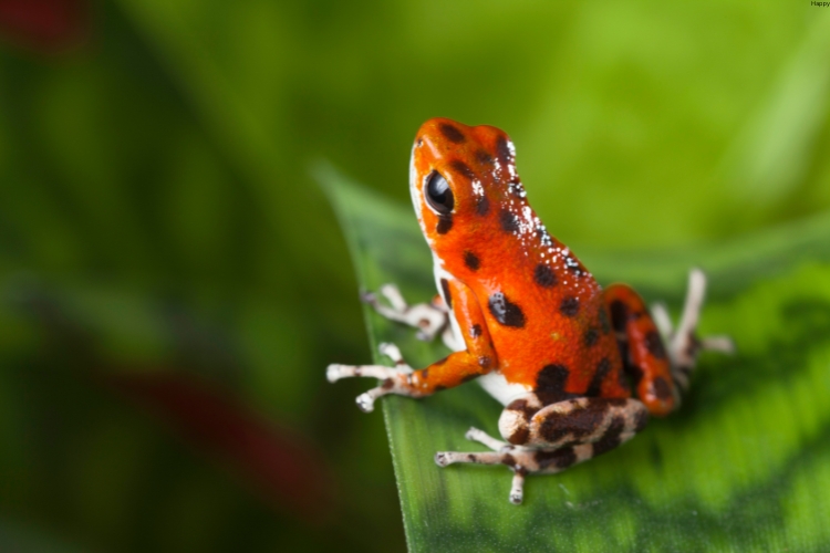 Strawberry Poison Dart Frog is sitting on the leave