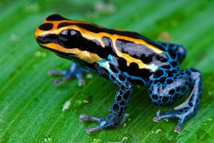 Strawberry Poison Frog is sitting on the leave