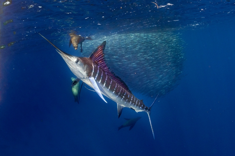 Striped Marlin n the deep water