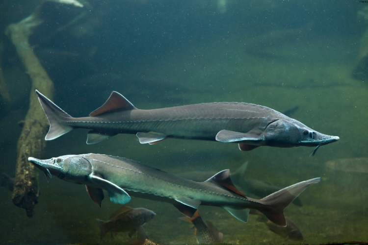 Sturgeon are in water