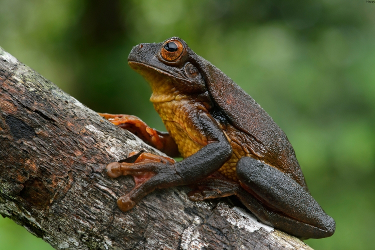 Surinam Toad is on the tree