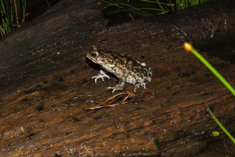 Suriname Toad is sitting