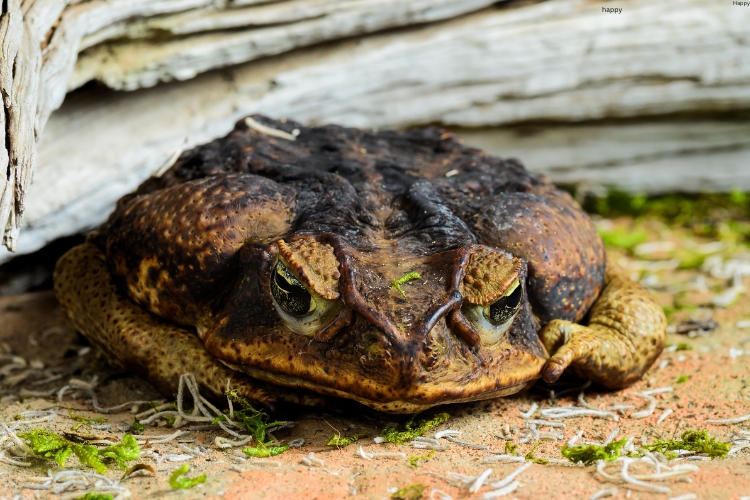 Suriname Toad is watching straight