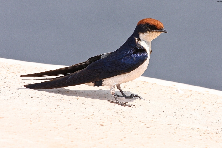 Swallows is standing