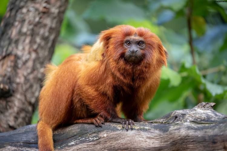 Tamarin is sitting on tree