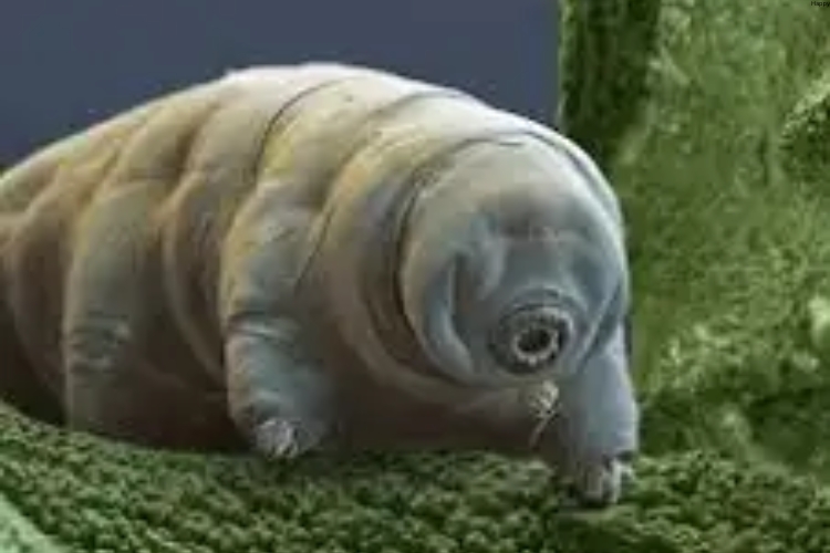 Tardigrade water bear is in water