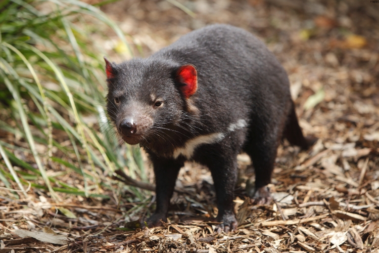 Tasmanian Devil is walking