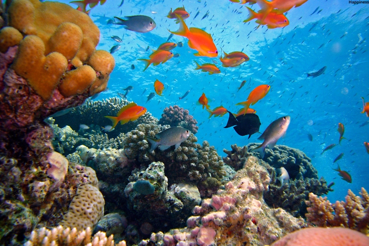 There are colored fishes in water