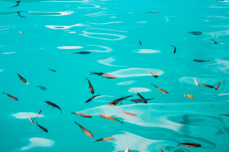 There are many fishes in the water