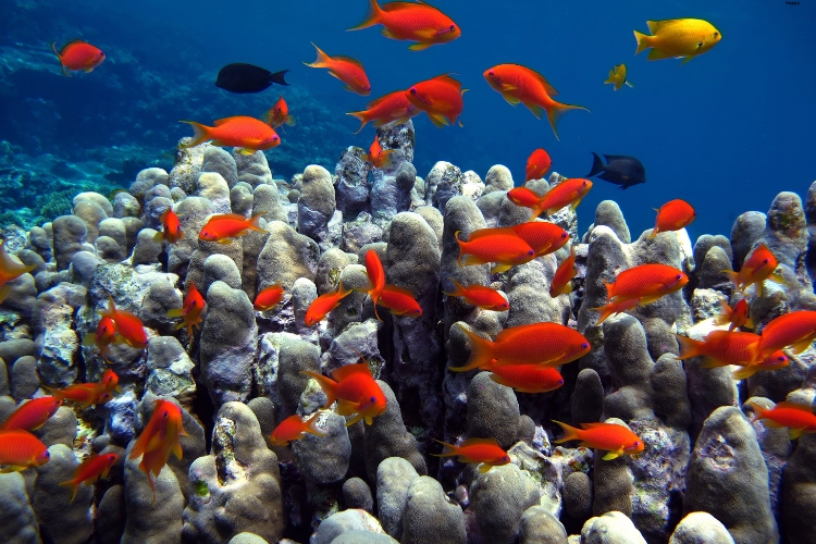 There are many small fishes in water