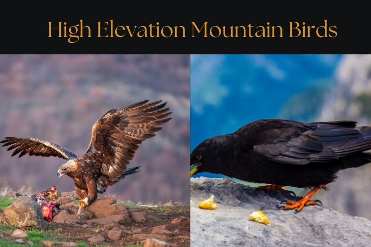 There are two High Elevation Mountain Birds