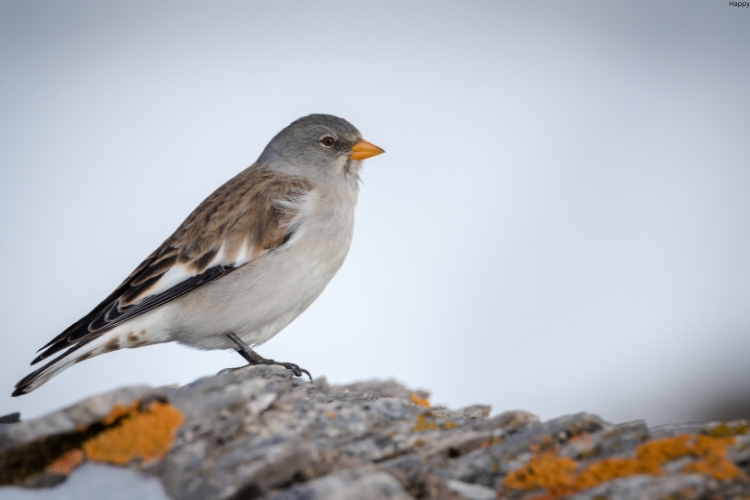 Tibetan Snowfinch is sitting in fog environment