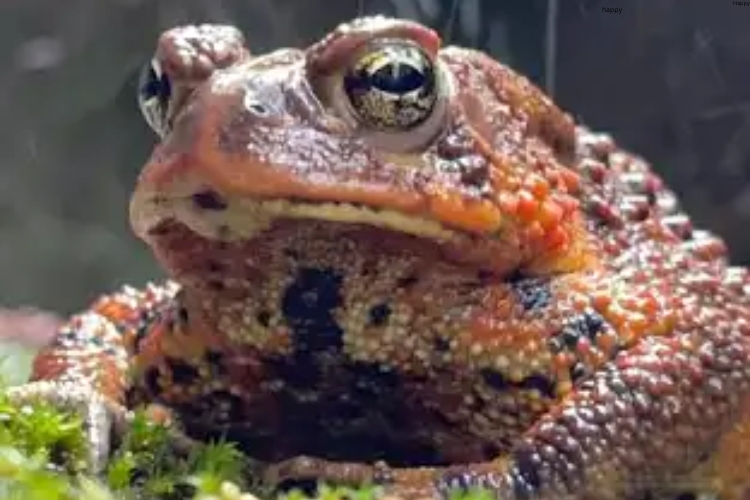 Toad is sitting on the grass