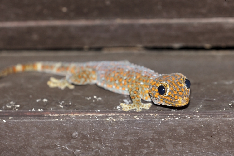 Tokay Gecko is on ground