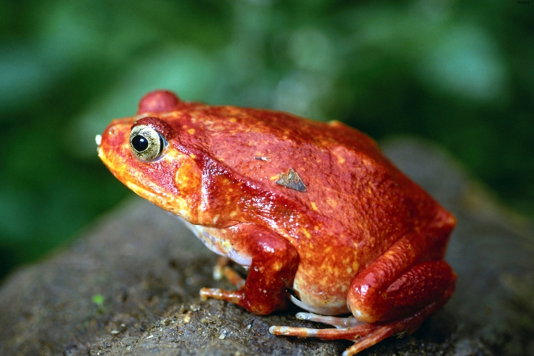Tomato Frog is sitting on the big stone