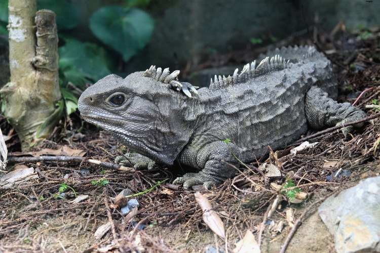 Tuatara is walking on rough place