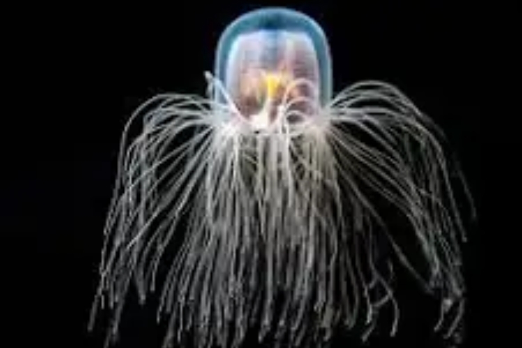 Turritopsis dohrnii (jelly fish) is in the water