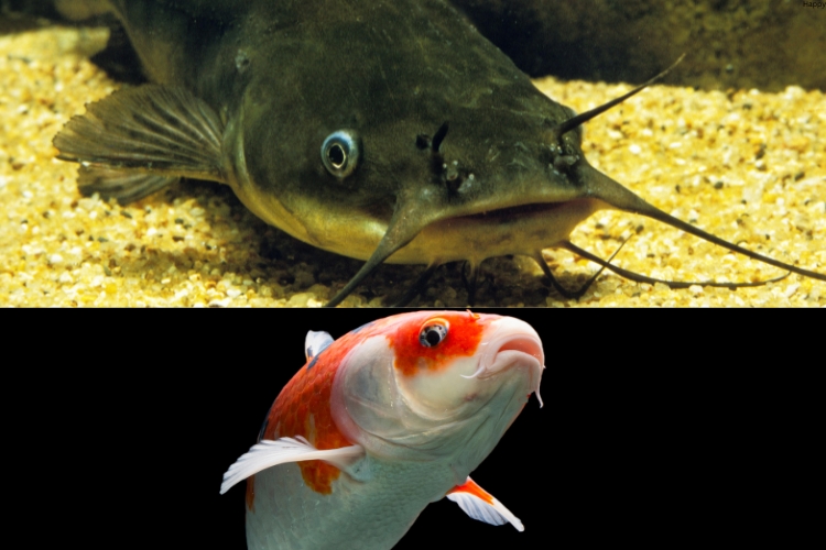 two Hibernating Fish Species