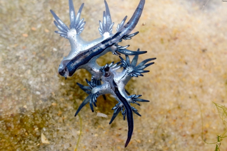 Blue Glaucus are on ground