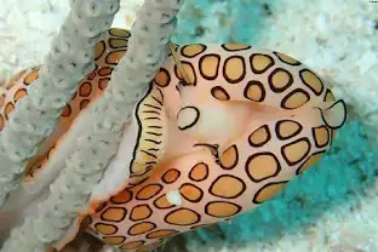 Flamingo Tongue Snail is on the surface