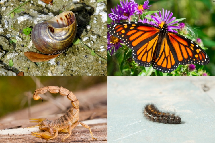 Hibernating Invertebrate Species are in one image