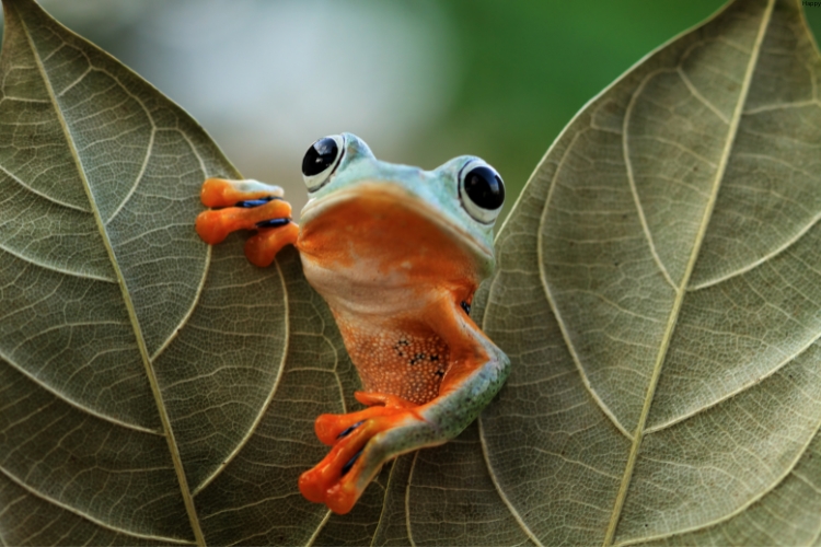 Vampire Flying Frog is between leaves (1)