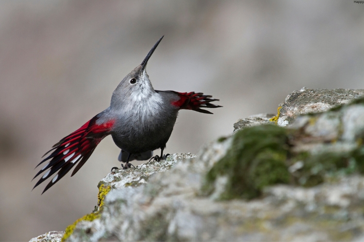 Wallcreeper is sitting and watching up wards