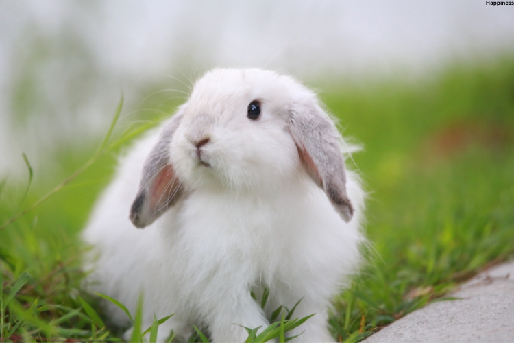 White Rabbit is on grass