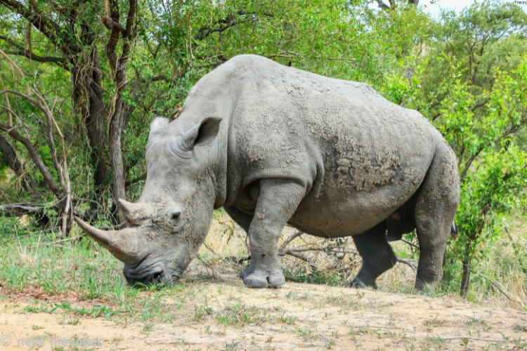 White Rhinoceros is eating grass