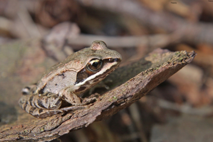 Wood Frog is sitting on branch of tree
