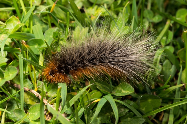 Woolly Bear Moth is on long grass