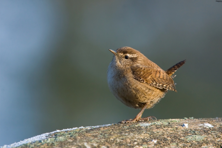 Wrens is walking on stone