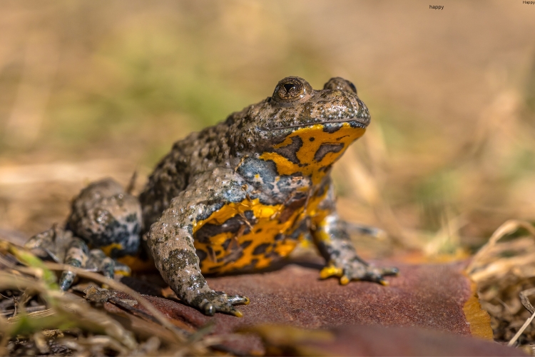 Yellow-Bellied Toad is sitting on mud floor