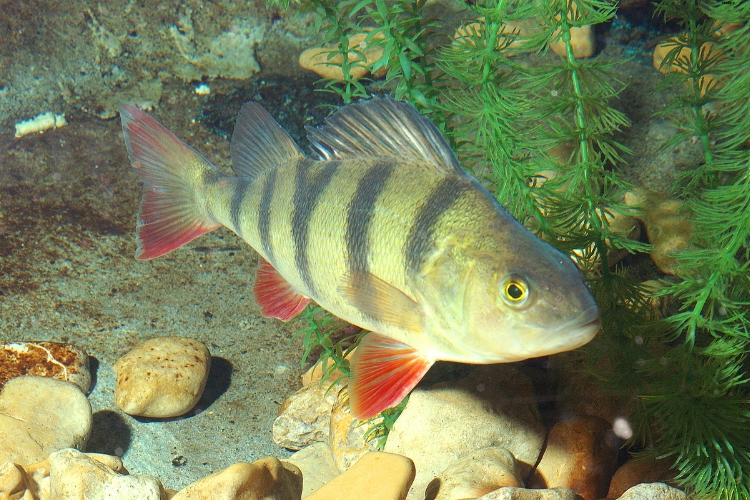 Yellow Perch is under water