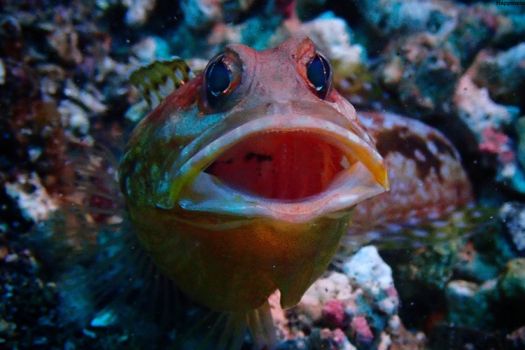 Yellowhead Jawfish opening mouth