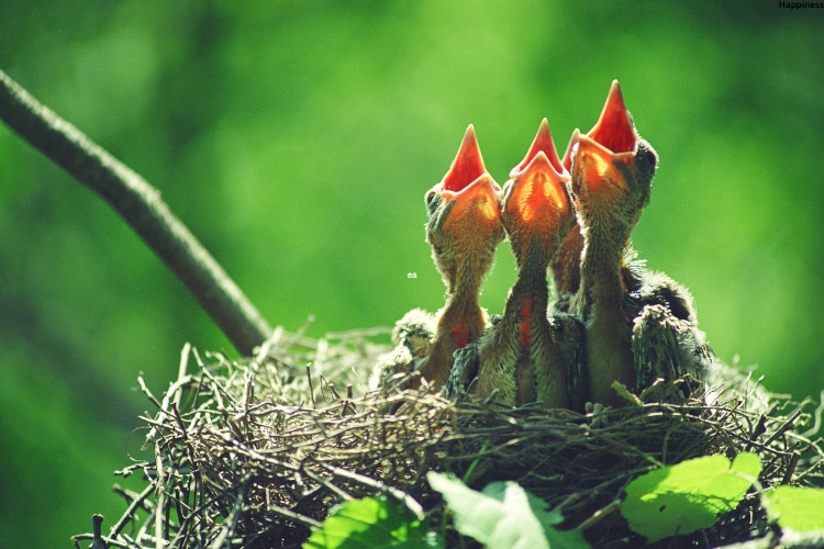 baby birds are in the nest