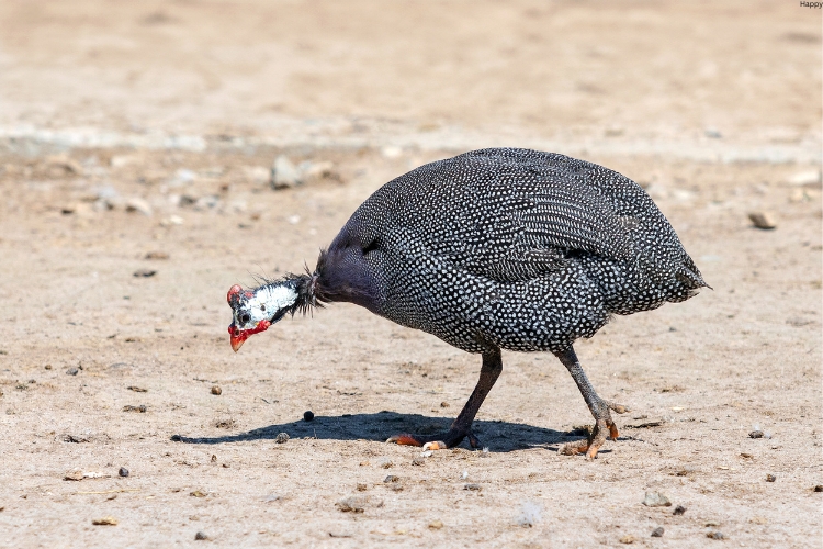 bird is trying to find something to eat while walking
