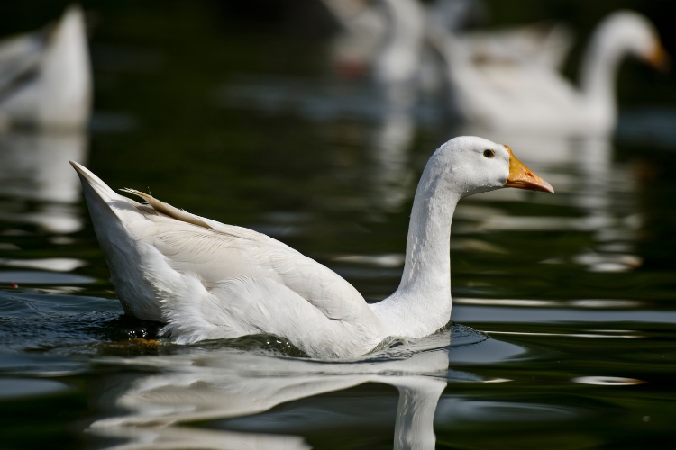 duck is in the water