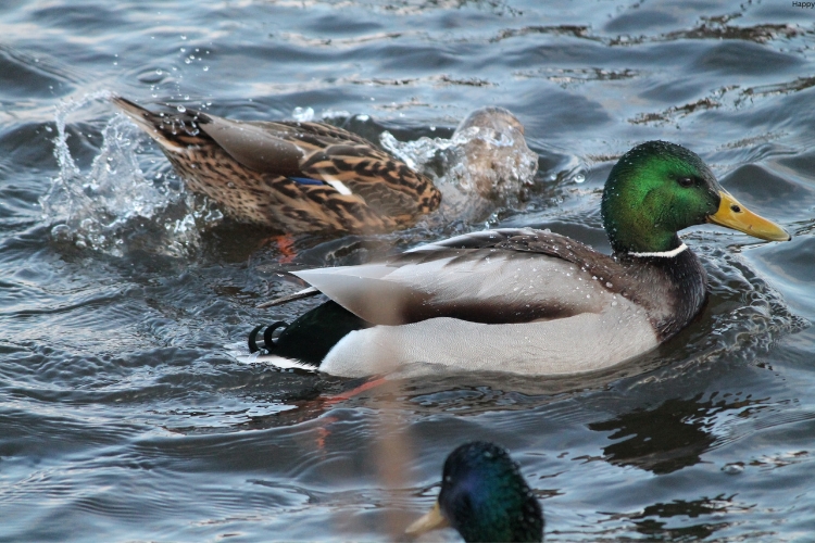 ducks are in the water