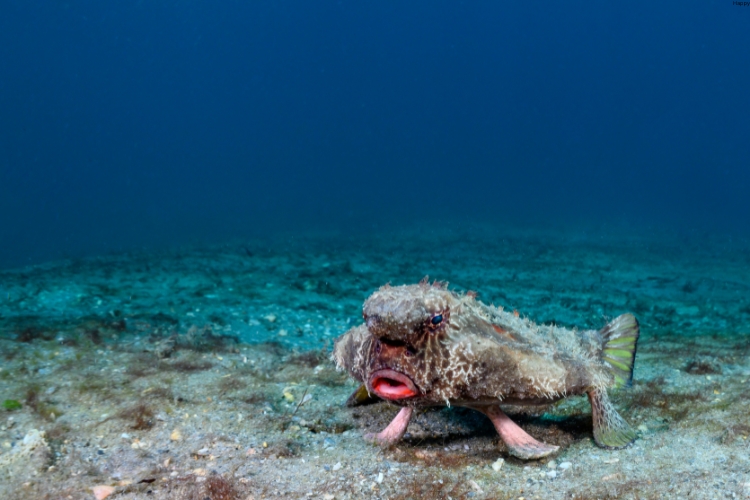 red-lipped Batfish is in the deep sea
