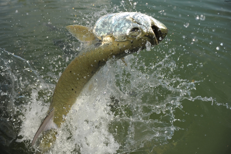 fish is jumping in lake