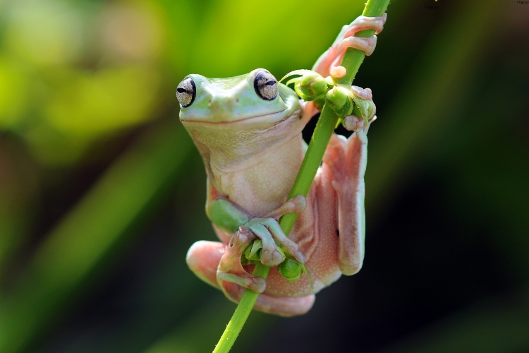little frog is on the branch of tree