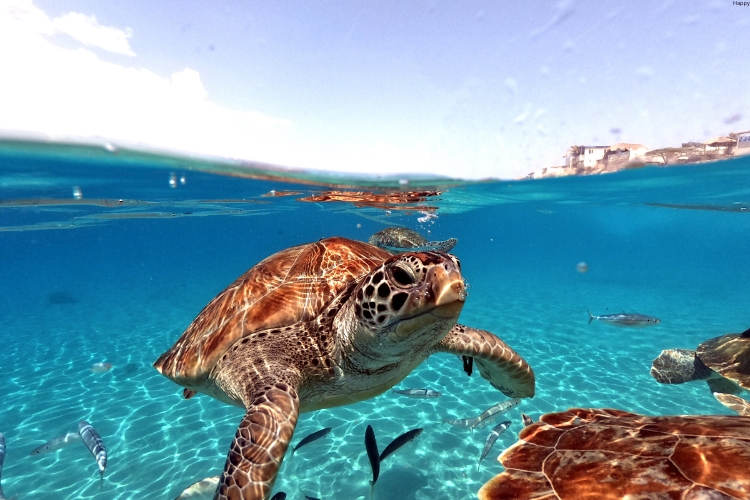many Turtles are in sea