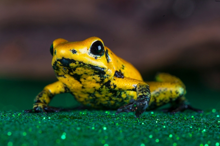 mini frog is sitting