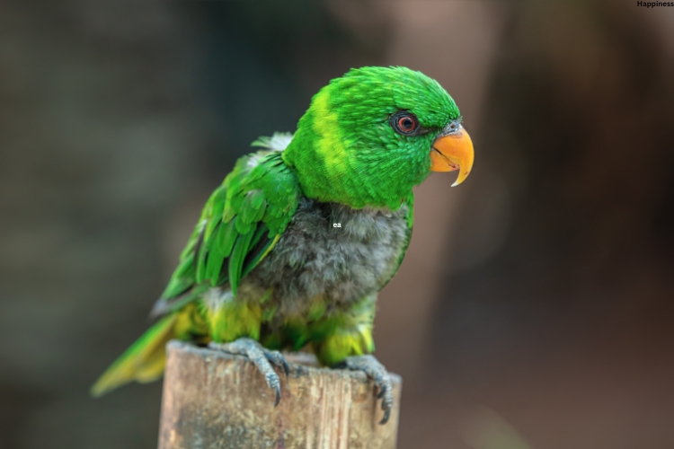parrot is sitting on the tree