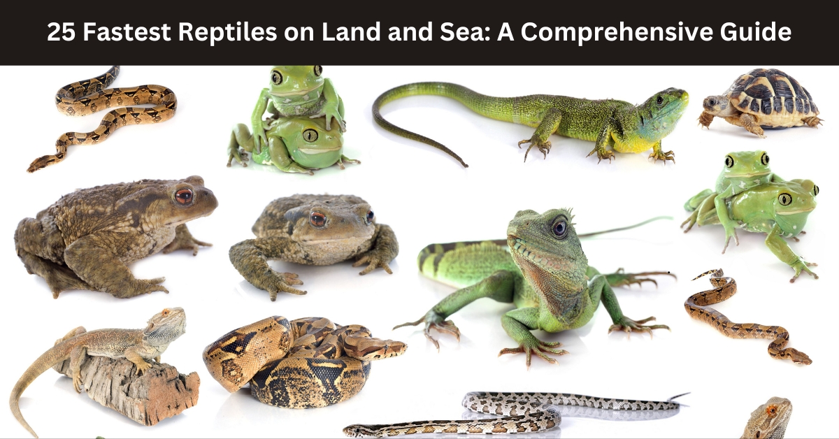 25 Fastest Reptiles on Land and Sea: A Comprehensive Guide