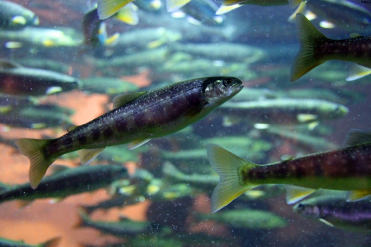 there are many Arctic Char fishes in water