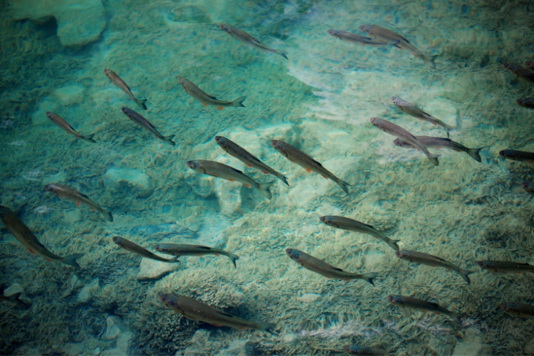 there are many fishes are in the lake