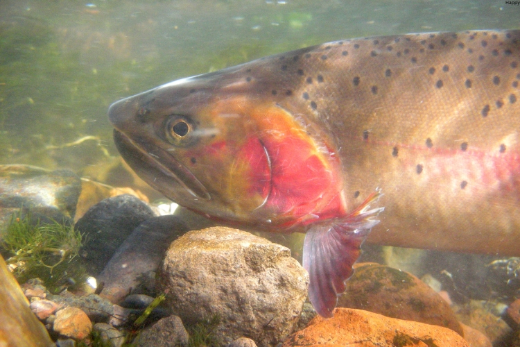 there is Cutthroat Trout in deep water
