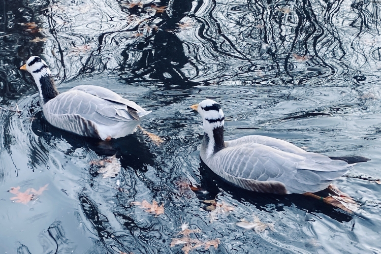 two Bar-headed Goose are swimming in the water